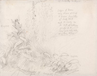 Foxgloves by Samuel Palmer